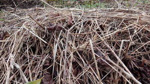 stosy suchych liści i trawy gotowe do spalenia. tło z tematem ekologicznych odpadów organicznych w postaci suchej trawy. - wood cutting chopping fireplace zdjęcia i obrazy z banku zdjęć