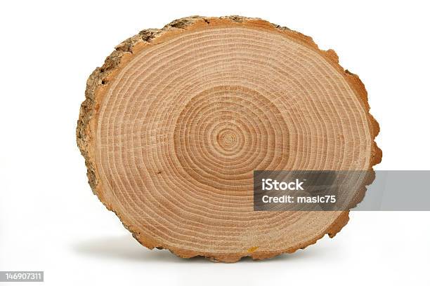 Cross Section Of Tree Trunk Showing Growth Rings Stock Photo - Download Image Now - Abstract, Brown, Circle