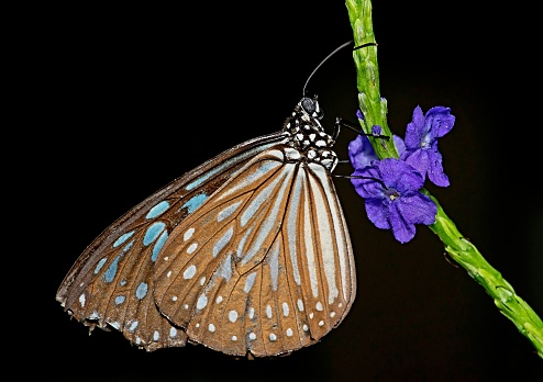 Butterfly on flower branch - animal behavior.