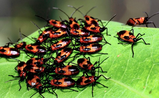 Red Cotton Bug community on leaf - animal behavior.
