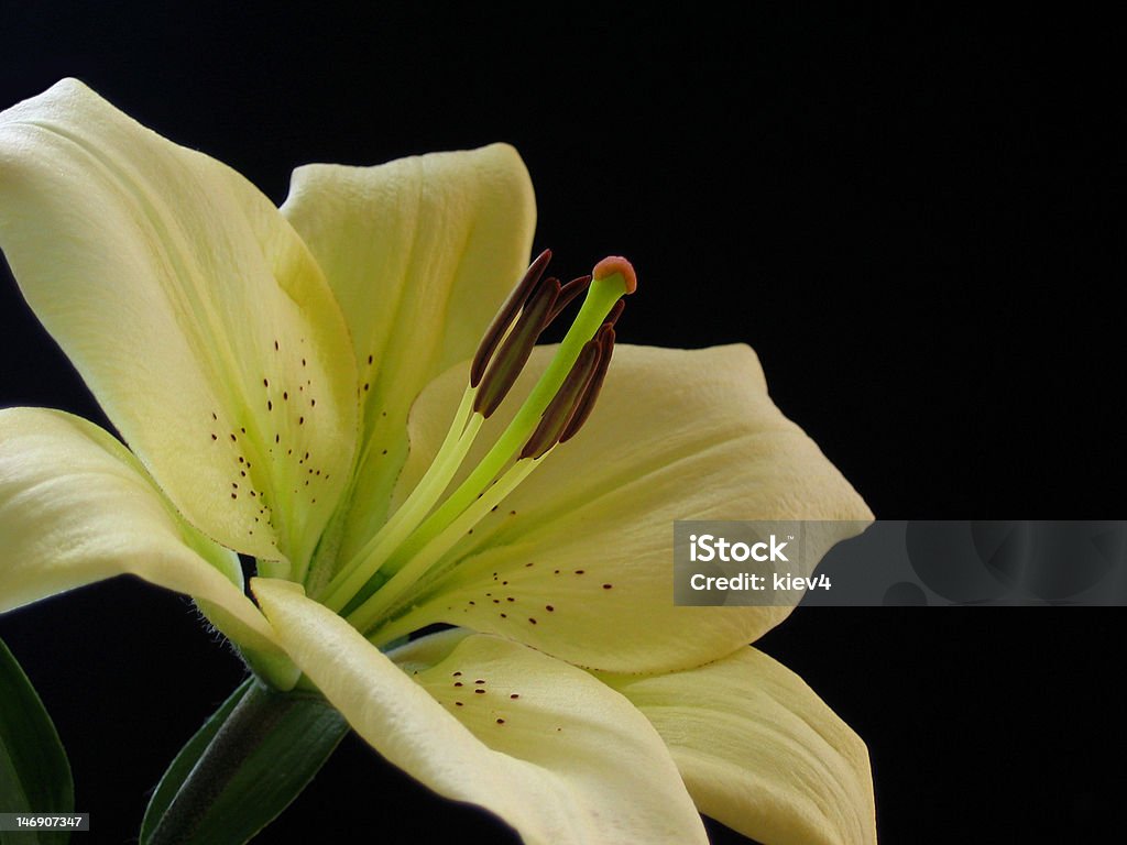 Lily Flower on the black background Beauty Stock Photo