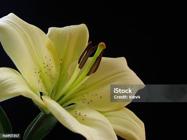 Lily Stock Photo - Download Image Now - Beauty, Black Background, Horizontal