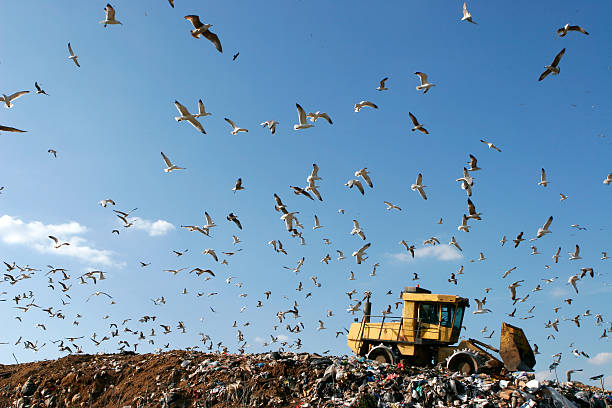 istock Yellow tractor in a landfill, swarmed with seagulls 146907356