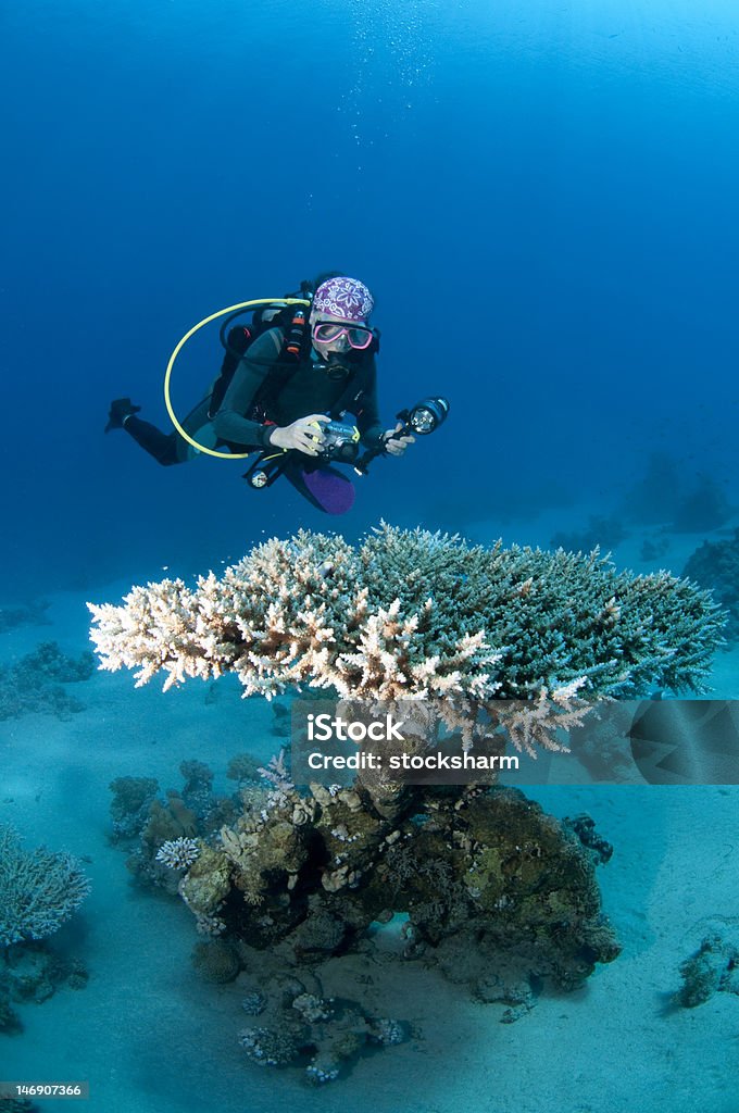 Corais de mergulhador e mesa, fotógrafo subaquático, Mar Vermelho - Foto de stock de Mergulho Submarino royalty-free