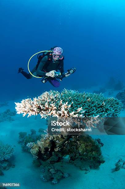 Foto de Corais De Mergulhador E Mesa Fotógrafo Subaquático Mar Vermelho e mais fotos de stock de Mergulho Submarino