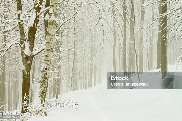 Zimowy Las Lane - zdjęcia stockowe i więcej obrazów Aleja - Aleja, Bajka, Biały