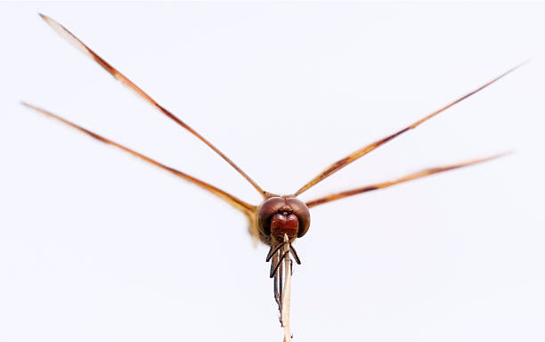 Dragonfly stock photo