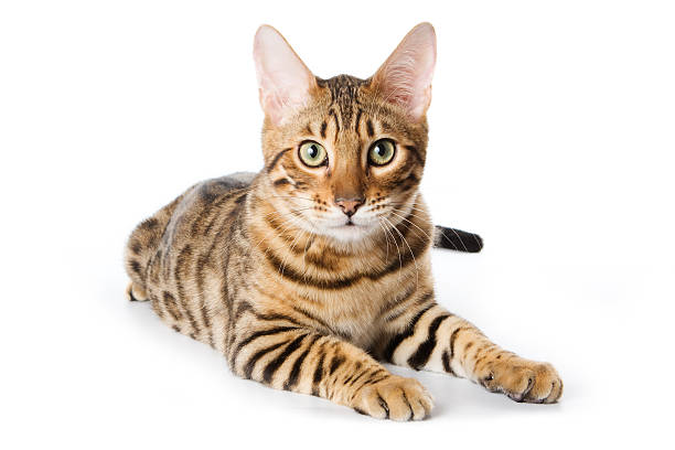 Bengal cat on white background stock photo