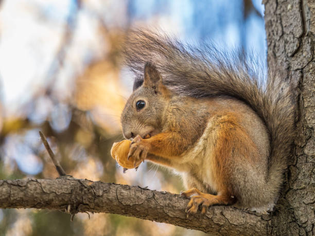 istock The squirrel with nut sits on tree in the autumn. Eurasian red squirrel, Sciurus vulgaris. 1469077861