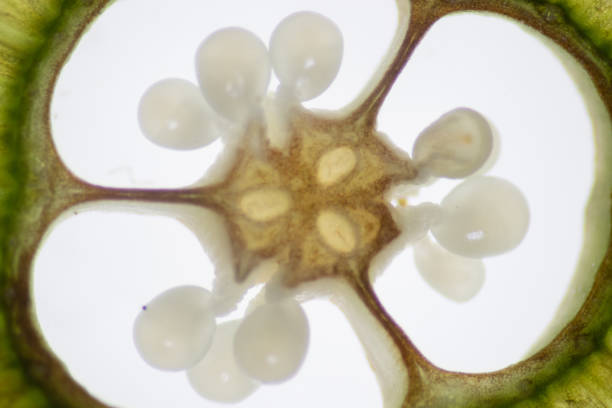 istock Reproductive cells of Flowering Plants . 1469078077