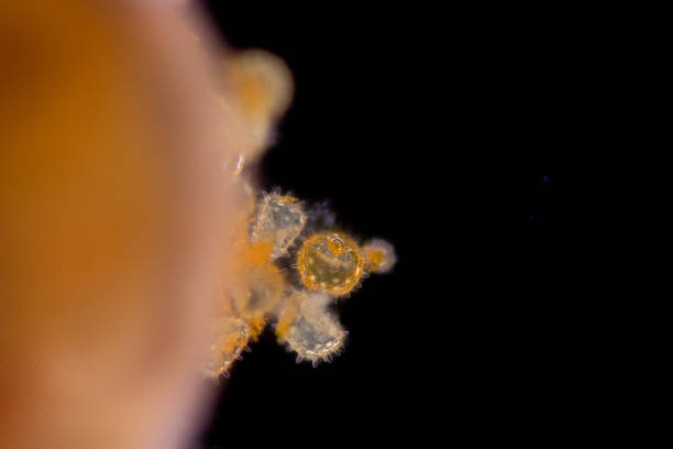 istock Reproductive cells of Flowering Plants . 1469078091