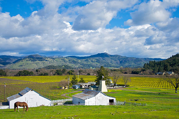 napa valley vineyards - california napa valley vineyard farmhouse stock-fotos und bilder