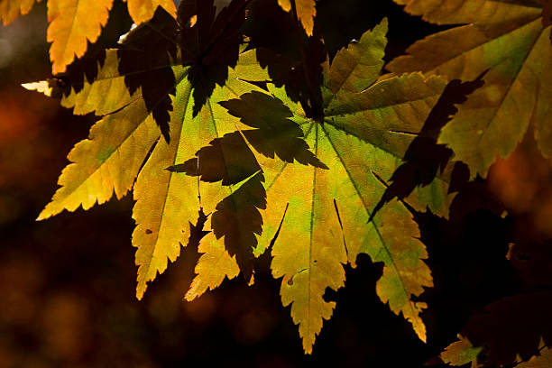 Maple Leaf Fading in Autumn stock photo