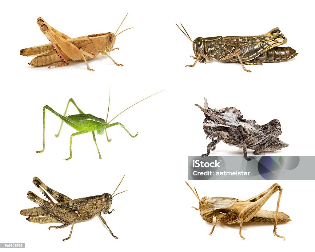 Grasshoppers Zbliżenie kolekcje na białym tle - Zbiór zdjęć royalty-free (Biologia - Nauka)