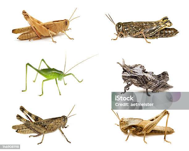 Grasshoppers Zbliżenie Kolekcje Na Białym Tle - zdjęcia stockowe i więcej obrazów Biologia - Nauka - Biologia - Nauka, Bliski, Bliskie zbliżenie