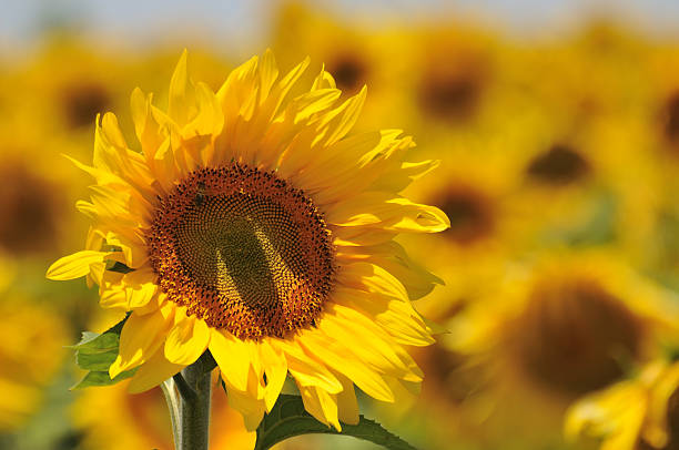 sunflowers stock photo