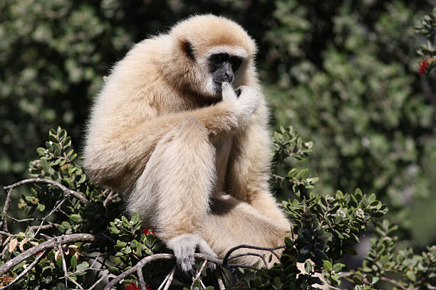 White Handed Gibbon stock photo