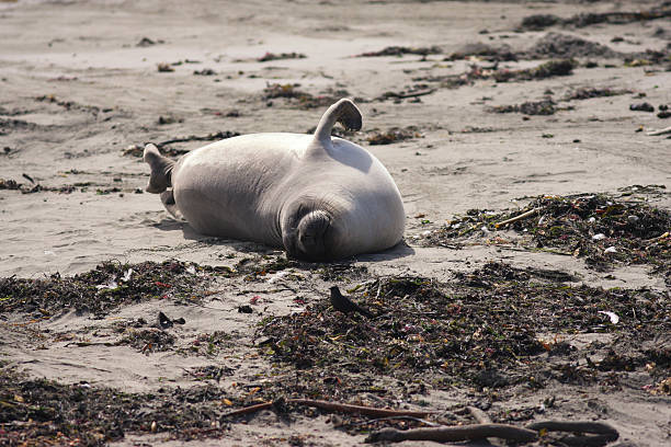 Female Elephant Seal stock photo