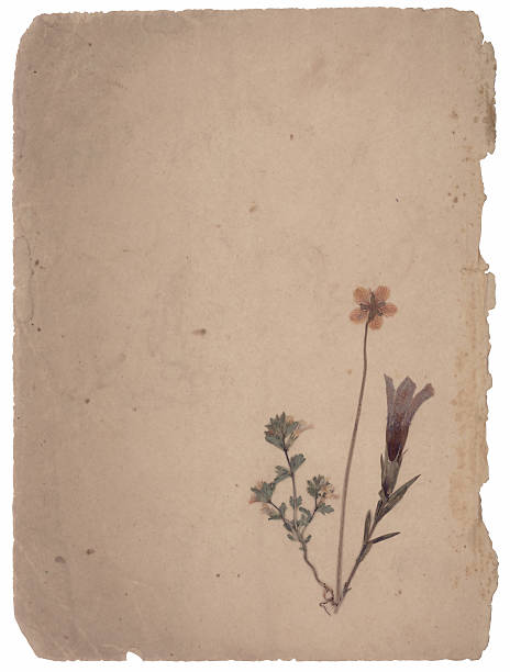 istock vintage herbarium background isolated on white 146908411