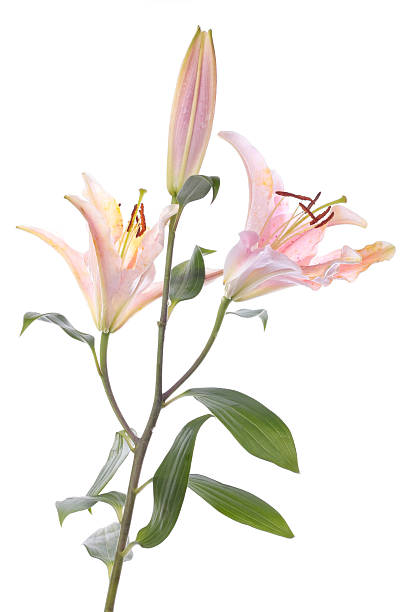 na biały kwiat lilia orientalna - lily pink stargazer lily flower zdjęcia i obrazy z banku zdjęć
