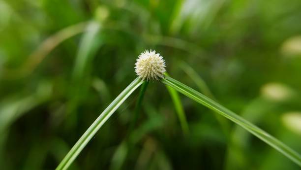 istock Kyllinga flowers plant. 1469085980