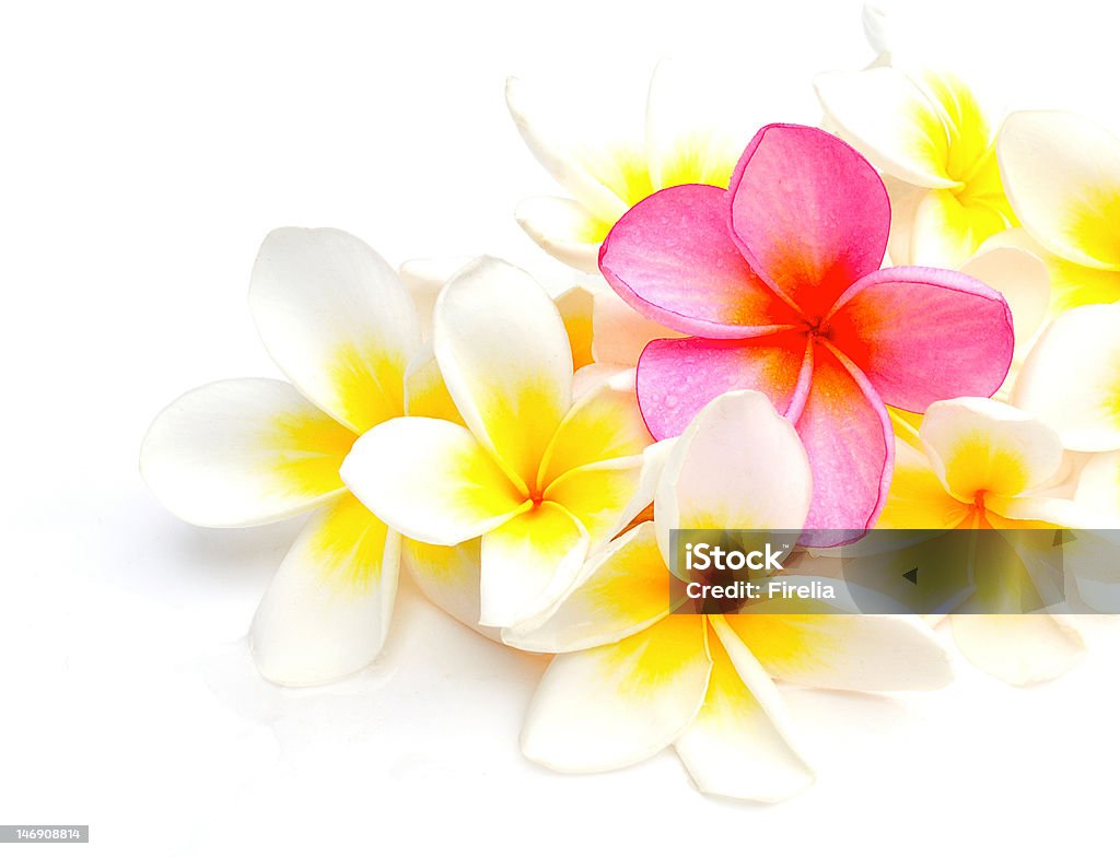 白、パープルのフランジパニ（プルメリアの花柄） - クローズアップのロイヤリティフリーストックフォト