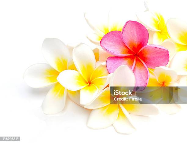 Foto de Branco E Roxo Flores De Jasmimmanga Plumeria e mais fotos de stock de Amarelo - Amarelo, Beleza, Beleza natural - Natureza