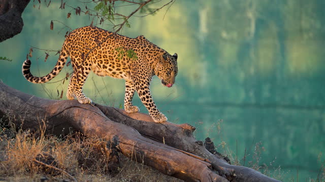Leopard relaxing on a tree in slow motion