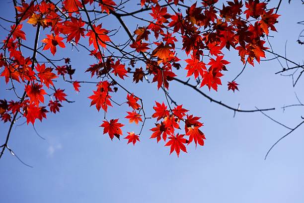 Maple Leaf in Autumn stock photo