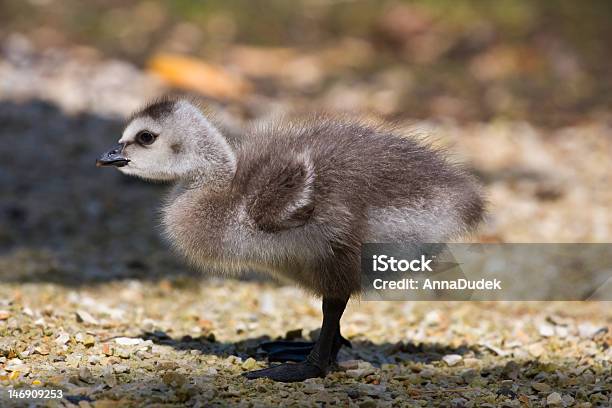 Gänseküken Stockfoto und mehr Bilder von Agrarbetrieb - Agrarbetrieb, Einzelnes Tier, Flauschig