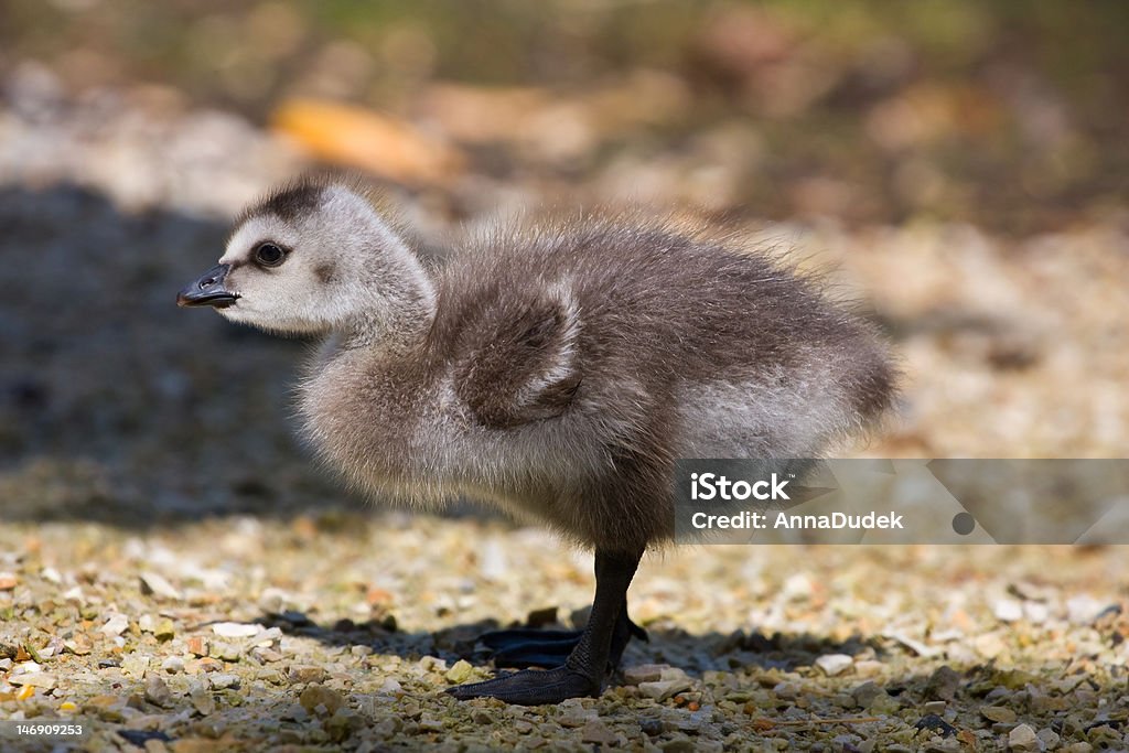 Cria de ganso - Royalty-free Animal Foto de stock