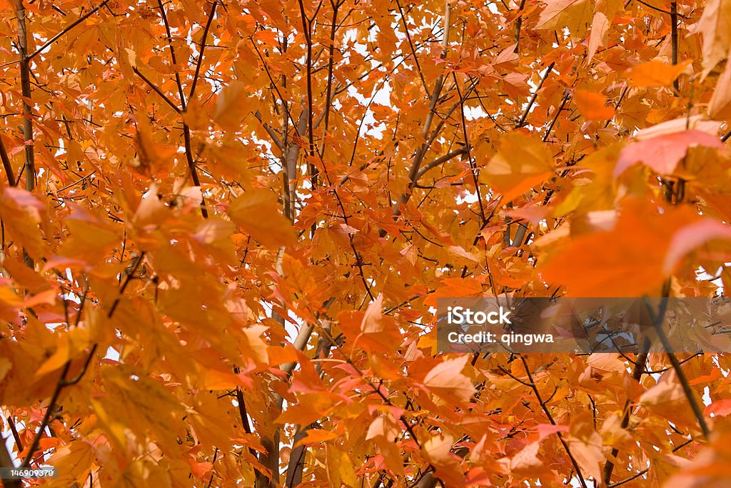 전체 프레임 필드 오랑주 추절 단풍 잎 on 나무 - 로열티 프리 0명 스톡 사진