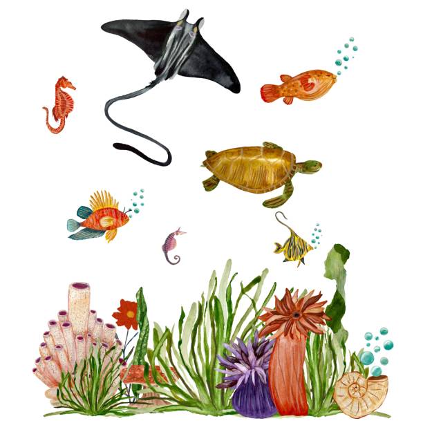 illustrazioni stock, clip art, cartoni animati e icone di tendenza di acquerello di pesce di conchiglia di pendenza della tartaruga corallina - label travel san diego california california