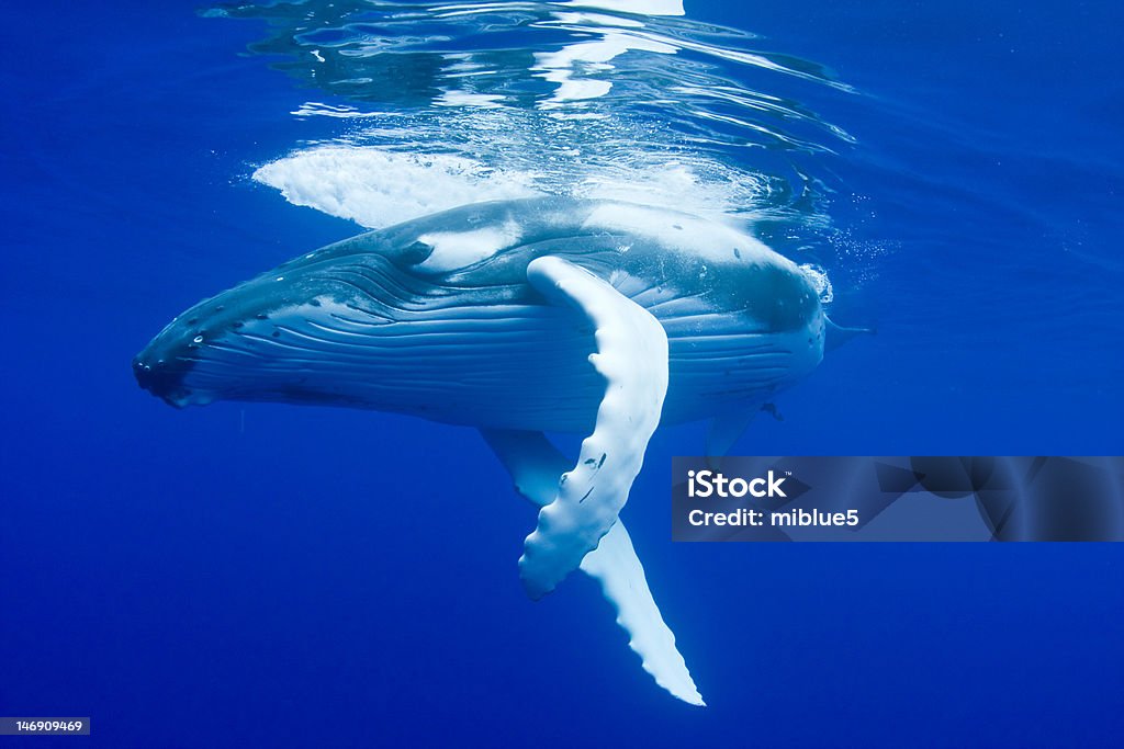 Горбатый кит - Стоковые фото Горбатый кит роялти-фри