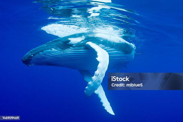 Горбатый Кит — стоковые фотографии и другие картинки Горбатый кит - Горбатый кит, Под водой, Без людей