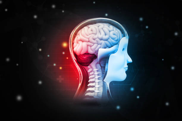 istock 3d rendered medically accurate illustration of human brain anatomy 1469095514