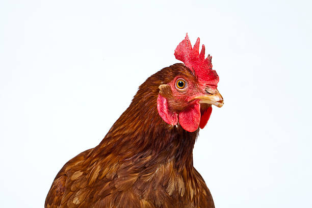 istock A close-up of a hen's head on a light blue background 146909556
