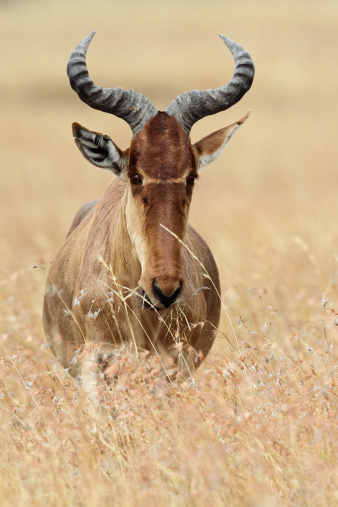 Alcélafo Kongoni o en el Serengeti de grasslands photo