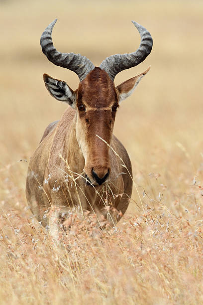 Kongoni o cervo rosso nel Serengeti di grasslands - foto stock