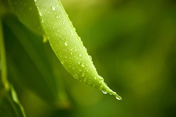 green leaves stock photo