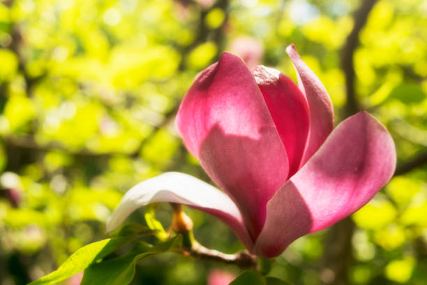 istock Single magnolia pink flower on green background 1469095817