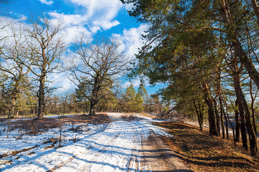 Early spring landscape with dirt road in the forest. Bare oak trees. Melting snow. Picturesque sky. The end of winter and the beginning of spring.