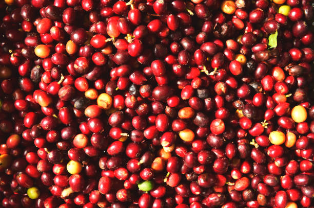 istock close up of fresh coffee beans 1469095931