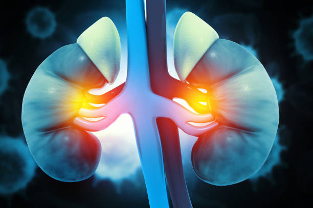 istock Human kidneys on scientific background. 3d illustration 1469096192