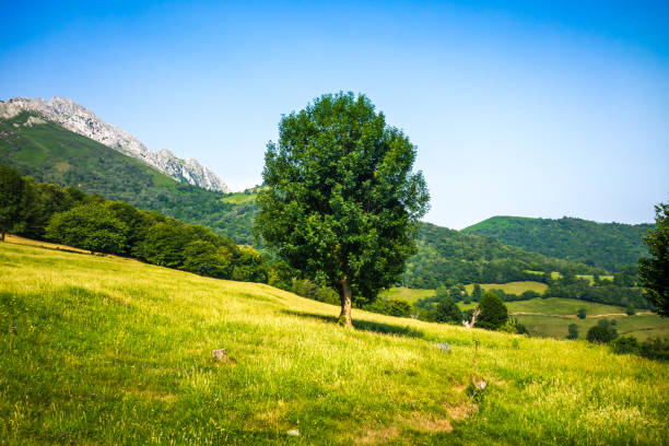 Tree in a field. Landscape around Bulnes village in Picos de Europa, Asturias, Spain