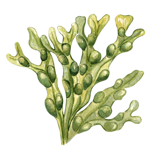 흰색 배경에 격리된 녹색 바다 식물 수채화 그림. - spirulina pacifica illustrations stock illustrations