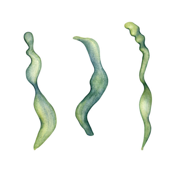 흰색 배경에 격리된 녹색 바다 식물 수채화 그림. - spirulina pacifica illustrations stock illustrations