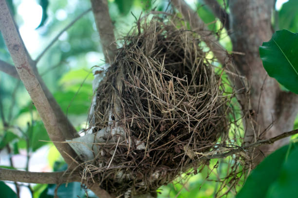 istock a bird's nest is in a tree branch 1469097631