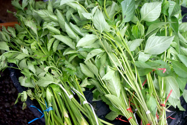 un sacco di basilico fresco ed erba cipollina in vendita sul mercato - basil spice beet leaf foto e immagini stock
