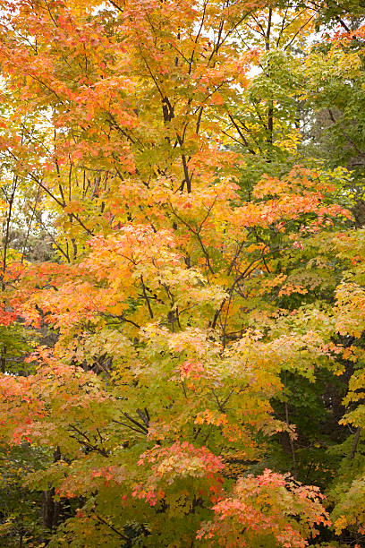 Colores de otoño - foto de stock